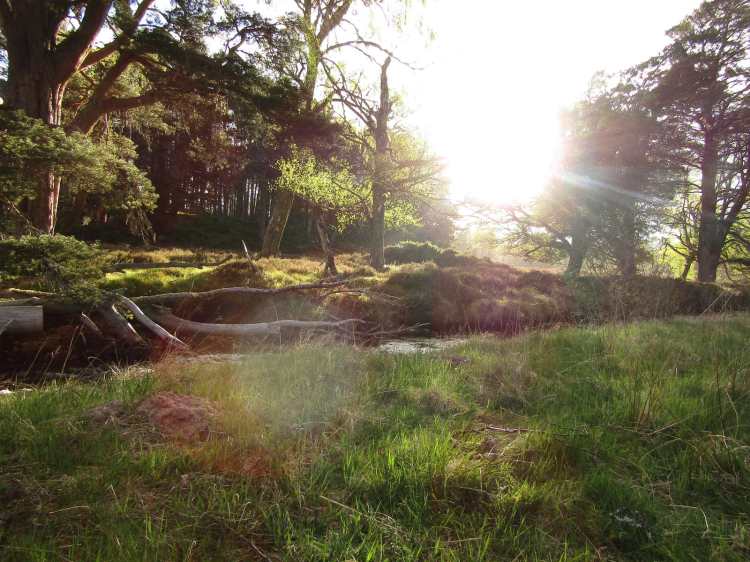 2017-05-17-19h50m52_rex_