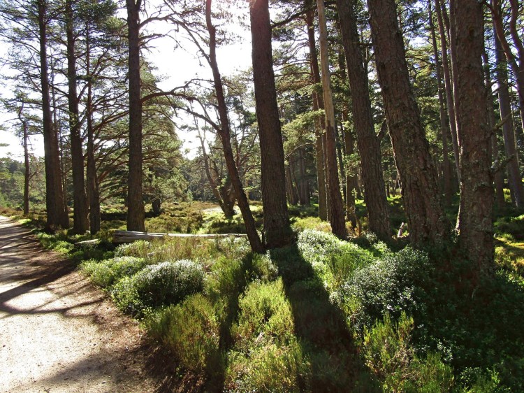 Light cast across the forest floor