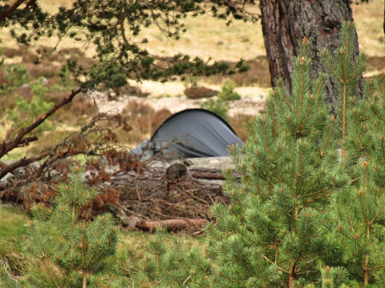 Attempt at an artistic hidden-tent-in-the-wilderness-shot