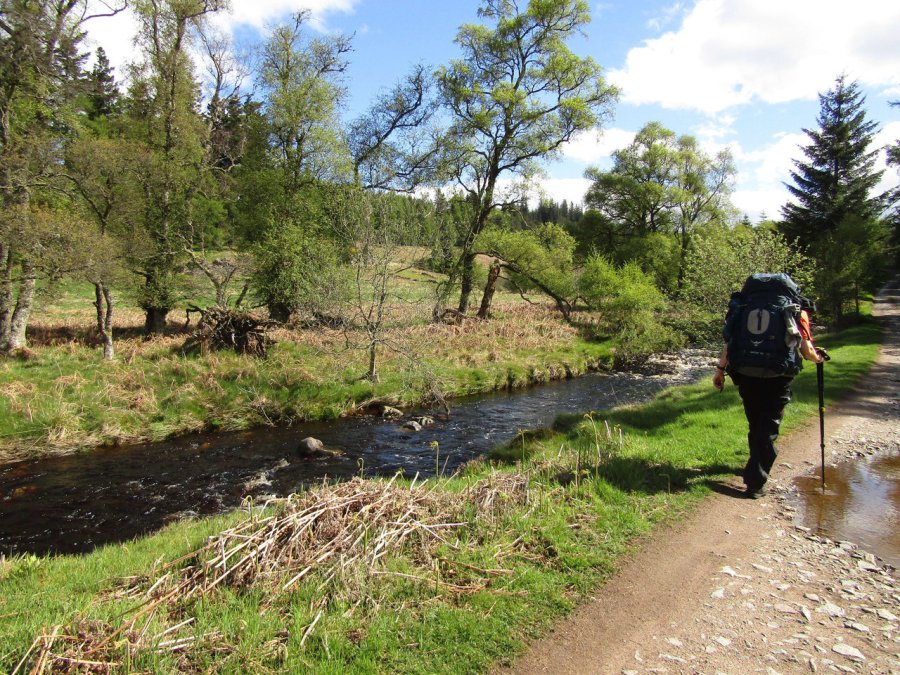 Entry in to the Fetteresso forest